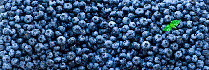 Fresh blueberries background with copy space for your text. Border design. Vegan and vegetarian concept. Macro texture of blueberry berries. Summer healthy food. Banner