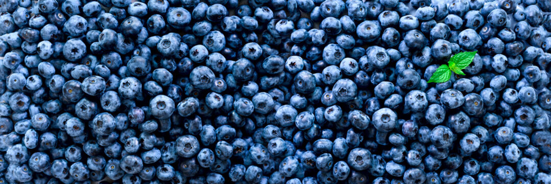 Fresh Blueberries Background With Copy Space For Your Text. Border Design. Vegan And Vegetarian Concept. Macro Texture Of Blueberry Berries. Summer Healthy Food. Banner