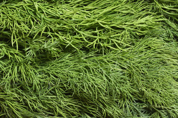 Fresh and bright dill, close-up. Texture of fresh dill