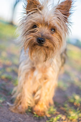  Portrait of small dog