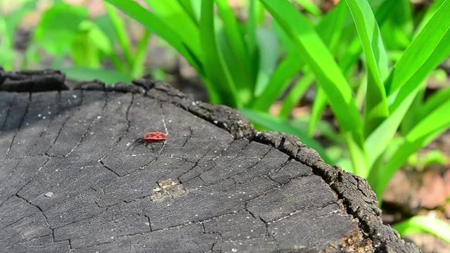 Firebug, Pyrrhocoris apterus