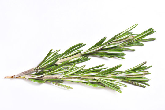 Branch of fragrant and fresh rosemary on white background, close-up