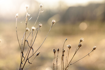  golden grasses on the meadow in the sunlight