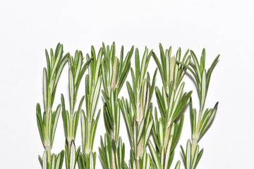 Vertical branches of fragrant and fresh rosemary on white background, close-up