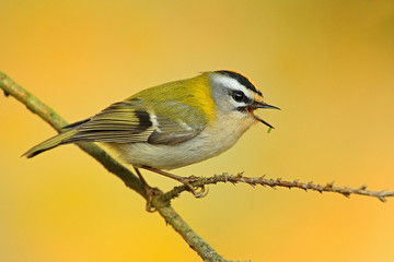 Firecrest´s crown   (Regulus ignicapillus) sitting on the branches. Singing male, Firecrest