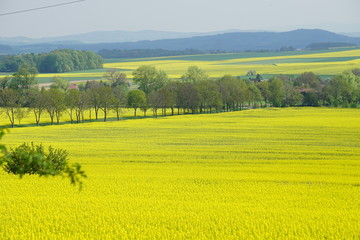Złote pola rzepaku