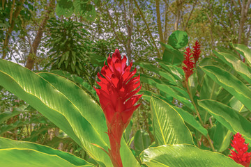 Red Ginger (Alpinia purpurata) at Topes de Collantes National Park, Cuba 