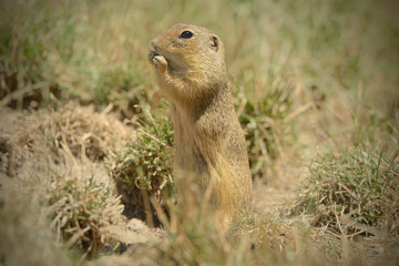 Naklejka na ściany i meble The European ground squirrel (Spermophilus citellus), also known as the European souslik, is a species from the squirrel family, Sciuridae