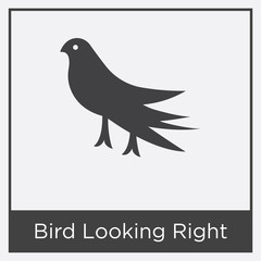 Bird Looking Right icon isolated on white background
