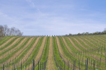 Fototapeta na wymiar South Moravia wine yard at early spring. Wine lines scenery in Dolni vestonice.