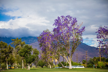 Spring desert scene with purple flowers on trees