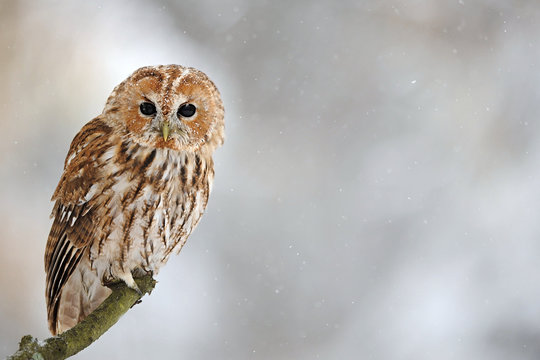 The tawny owl or brown owl (Strix aluco) is a stocky, found in woodlands across This nocturnal bird of prey hunts mainly rodents, usually by dropping from a perch to seize its prey,. Owl in snow. Port