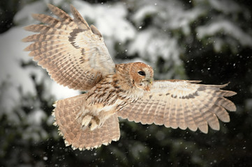 The tawny owl or brown owl (Strix aluco) is a stocky, found in woodlands across This nocturnal bird...