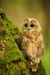 The tawny owl or brown owl (Strix aluco) is a stocky, found in woodlands across This nocturnal bird of prey hunts mainly rodents, usually by dropping from a perch to seize its prey,. Owl in snow. Port