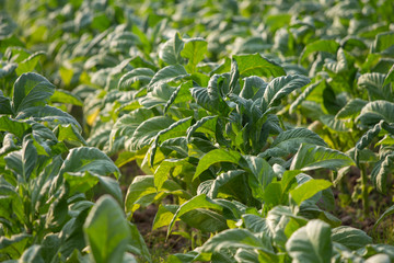 Fresh green tobacco plant waiting to be harvested.