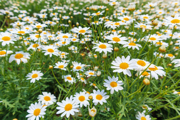 Fototapeta premium Beautiful white camomiles daisy flowers field on green meadow