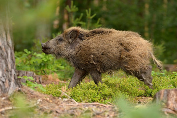 The wild boar (Sus scrofa), also known as the wild swine or Eurasian wild pig, is a suid native to...