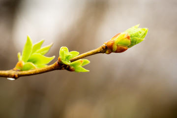 Green tree bud in the rain