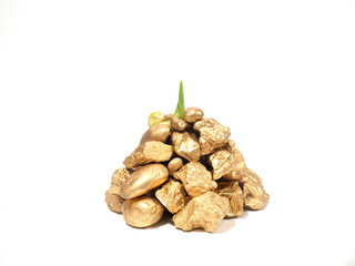 Fototapeta na wymiar sapling sprout grow out of clumps of gold