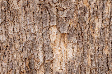 Tree bark texture background