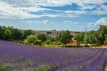Panoramic view of lavender fields under sunny blue sky and the town of Valensole in the background. Located in the Alpes-de-Haute-Provence department, Provence region, in southeastern France