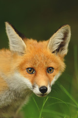 The red fox (Vulpes), largest of the true foxes, has the greatest geographic range of all members of the Carnivora order. Youngh. Juvenille