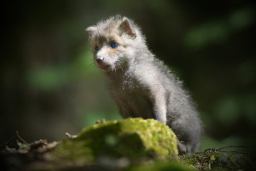 The red fox (Vulpes), largest of the true foxes, has the greatest geographic range of all members of the Carnivora order. Youngh. Juvenille