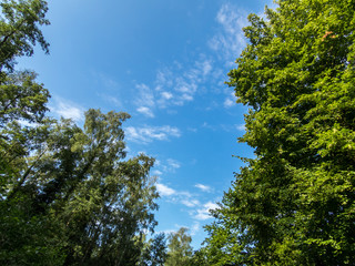 Sky and trees