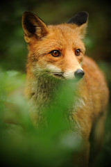 The red fox (Vulpes vulpes), largest of the true foxes, has the greatest geographic range of all members of the Carnivora order
