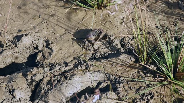 Close-up on crab hunter catching mud crabs into rice field soil
