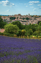 Panoramic view of lavender fields under sunny blue sky and the town of Valensole in the background. Located in the Alpes-de-Haute-Provence department, Provence region, in southeastern France