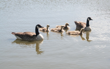 adult geese with signets