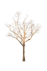 Dry tree with sunlight isolated on white background with clipping path.
