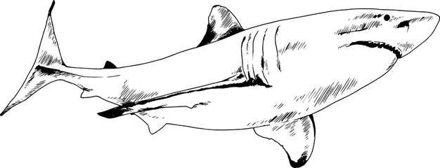 Naklejka premium great white shark drawn in ink freehand sketch logo