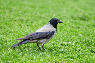 Big wild crow on the green grass in the park looks at the camera. Close-up.