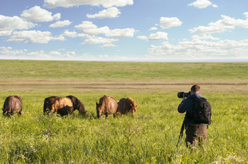 Photographer-animal painter, taking pictures of wild horses.