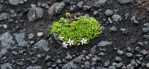 New Life in Lava field, Iceland