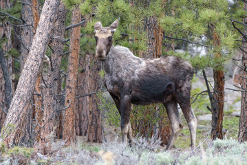 Shiras Moose of The Colorado Rocky Mountains