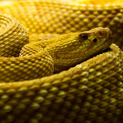 Yellow snake