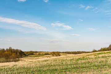 Obraz premium field after harvest, cut off stalks of cereals and sprouting green grass, blue sky with small clouds, spring time