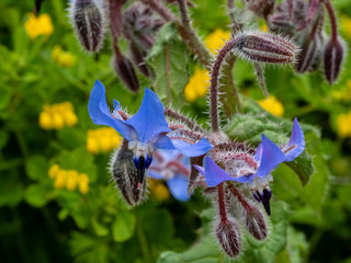Diverse flora of Sardinia island