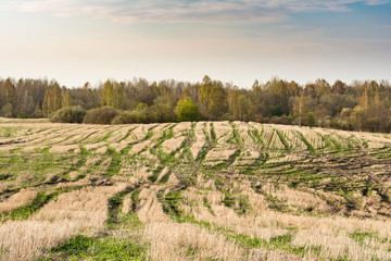 field after harvest, cut off stalks of cereals and sprouting green grass, blue sky with small clouds, spring time