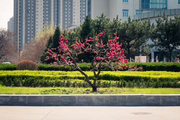 Flowers on Xi'an University of Technology New Campus