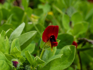Diverse flora of Sardinia island