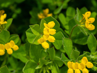 Diverse flora of Sardinia island