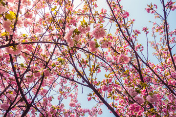 A Close-up of the Oriental Cherry in China