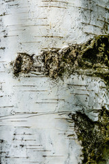 Texture of birch bark for the background