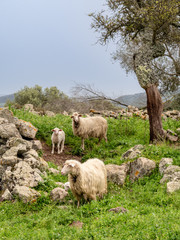 Obraz premium Sheep grazing on the hills of Sardinia
