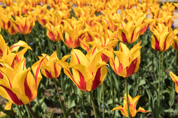 yellow red tulip garden closeup fire like fresh flowers