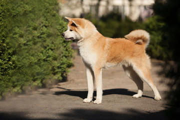 cute canine breed Japanese akita inu portrait